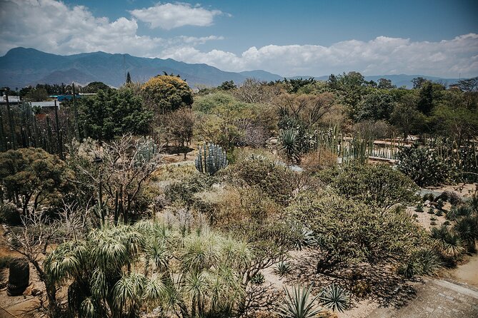 Oaxaca City Walking Tour - Markets, Textile museum & Lunch - The Ethnobotanical Garden’s cacti and agave