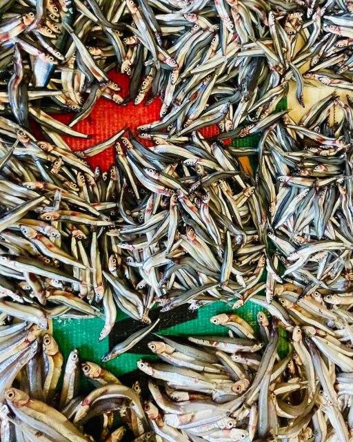 Olhão Fish Market & Food Tour - Timing, walking, and meeting details