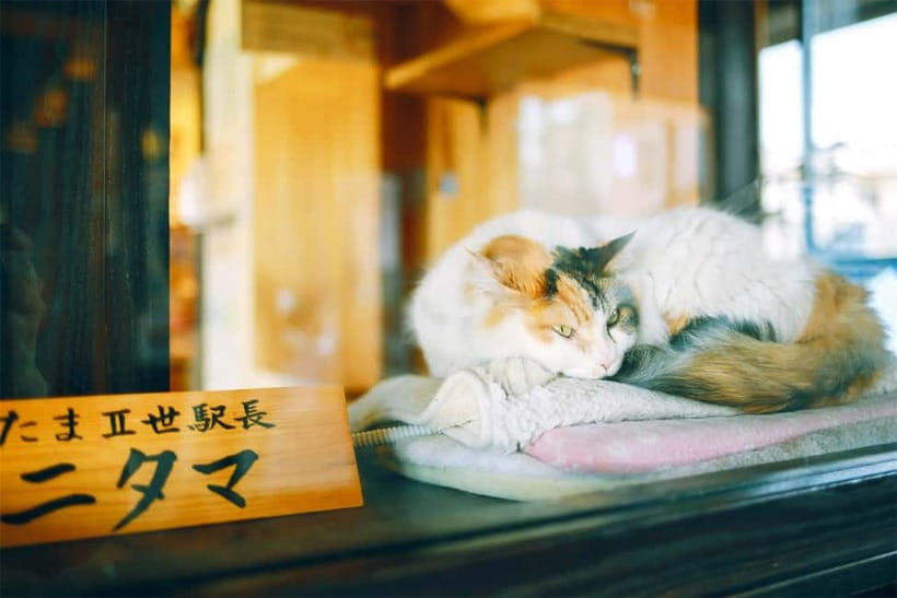 Osaka: Wakayama Cat Train, Seafood market, Hot Springs Tour - Toretore Onsen and the practical bathing choice