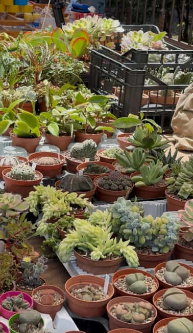 Palermo: Sunday Markets Walk with sweet break - Ballarò brings the strongest street energy