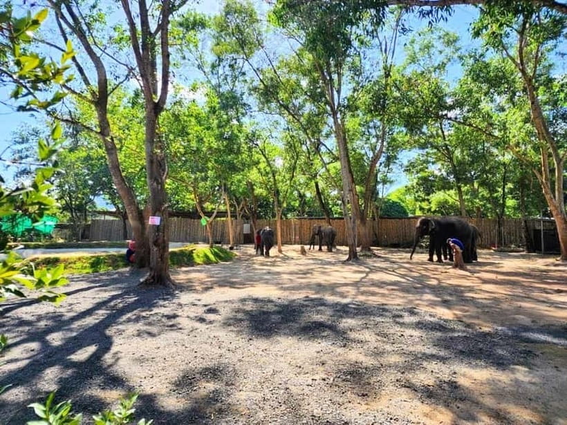 Phuket City Tour with Night Market Visit & Elephant Feeding - Phuket Old Town after dark