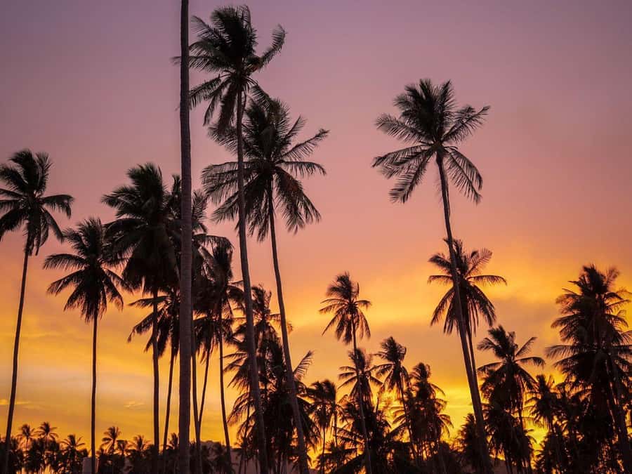 Phuket: Sunset View and Seafood Market Dinner Guided Tour - A Local Restaurant Dinner With Your Own Selections