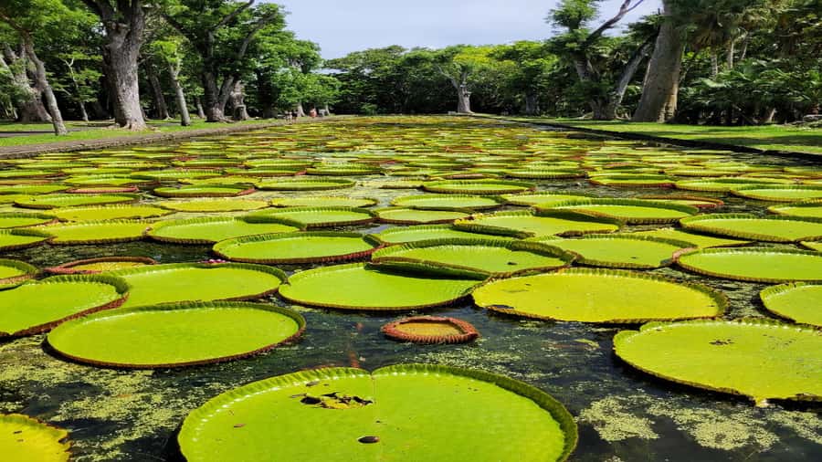 Port Louis Market, Botanical Garden -Northern Mauritius Tour - A nine-hour route through northern Mauritius