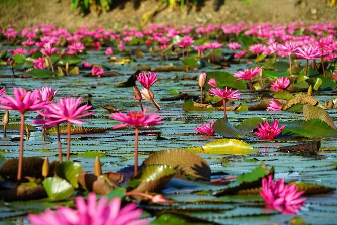 Red Lotus garden market with Thai culture halfday tour - Why the drone photos are a real part of the value
