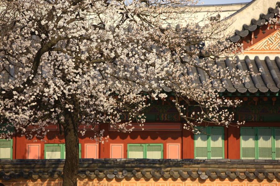 Seoul: Gyeongbokgung Palace Tour & Lunch at Authentic Market - Moving from royal grounds to Tongin Market