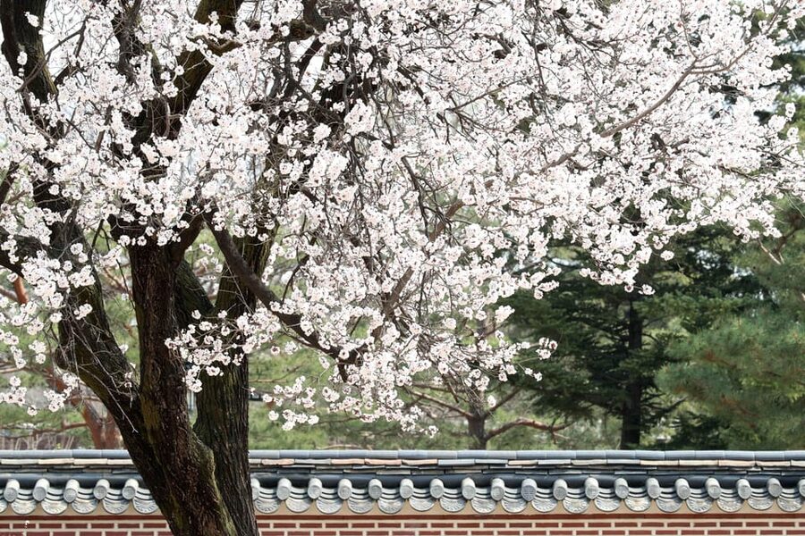 Seoul: Gyeongbokgung Palace Tour & Lunch at Authentic Market - Is $119 a fair price?