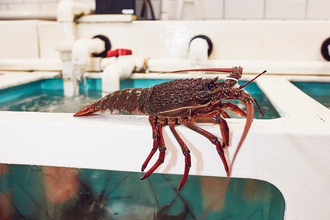 Sydney Fish Market Behind the Scenes Tour - Lobsters, mud crabs, and giant tuna