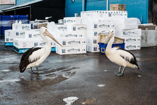 Sydney Fish Market Discovery Tour - Starting at the Information Hub on Bridge Road