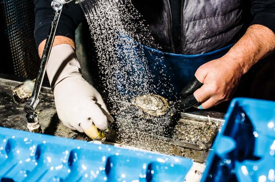 Sydney: Fish Market Food Tour - Key points at a glance