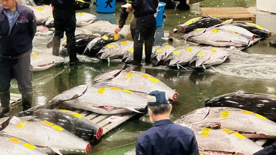 Tokyo: Toyosu Tuna Auction &Tsukiji Market Gourmet Adventure - Key things to know before booking
