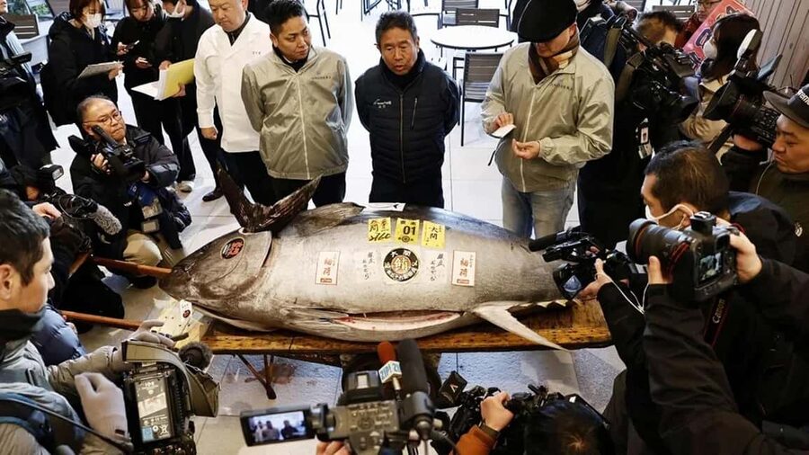 Tokyo: Toyosu Tuna Auction &Tsukiji Market Gourmet Adventure - Why the tuna auction is worth waking up for