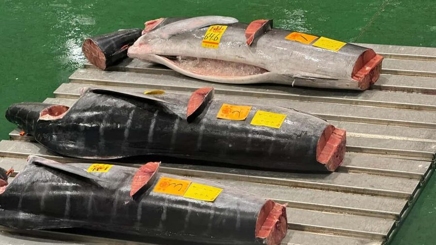 Tokyo: Toyosu Tuna Auction &Tsukiji Market Gourmet Adventure - 5:00 to 6:30 AM: reading the auction floor