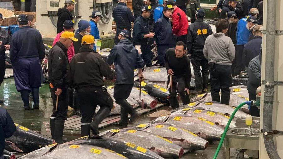 Tokyo: Toyosu Tuna Auction &Tsukiji Market Gourmet Adventure - Toyosu versus Tsukiji: what you are really comparing