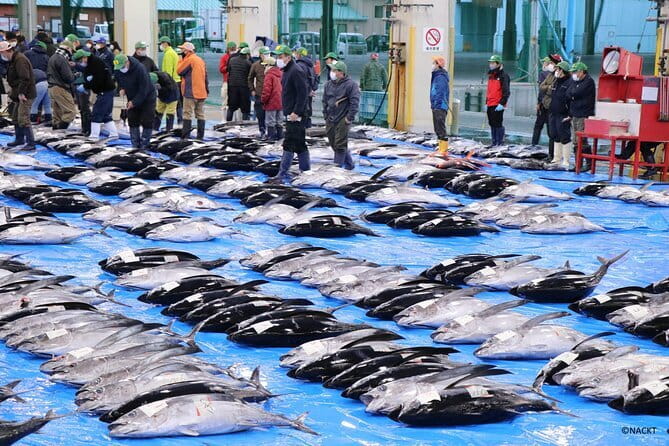 Tuna Auction Market Guided Private Tour in Nachi-Katsuura - Key points to know before you book