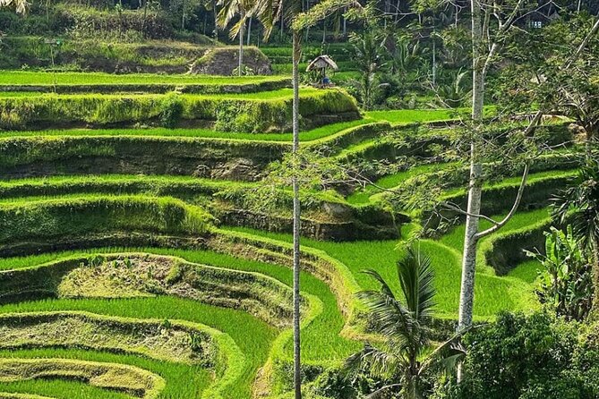 Ubud Day Tour : Waterfall, Temple and Local Night Market Tour - Monkey Forest, where nature and monkeys share the path