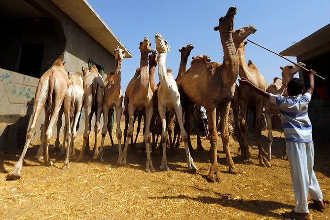 Unusual Tour To The Camel Market Of Birqash - Why Birqash Camel Market is unlike a normal Cairo stop
