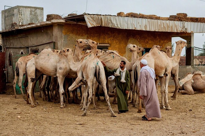Unusual Tour To The Camel Market Of Birqash - Arriving between 7 and 9am at the market