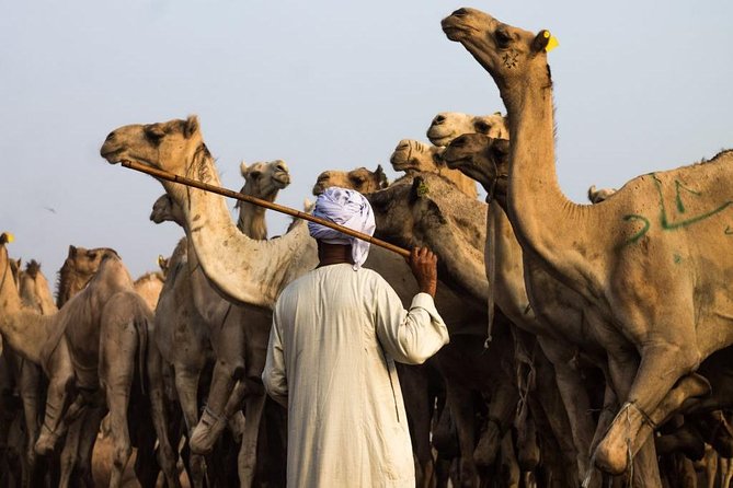 Unusual Tour To The Camel Market Of Birqash - Who should book this unusual Cairo outing