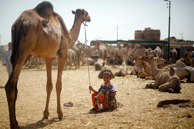 Unusual Tour To The Camel Market Of Birqash - The early Cairo pickup makes the biggest difference